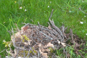 Эллис - доморощенный ястреб (15 фото)