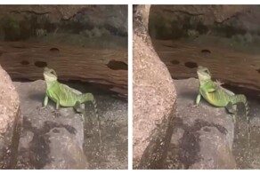 Приветливая ящерица