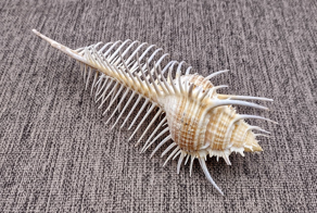 Мюрекс: кто живёт в красивейшей ракушке