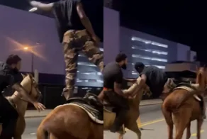 Лошадь сбежала после падения всадника и попала в ДТП