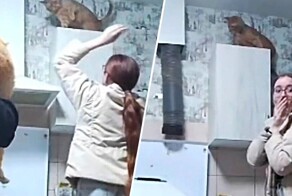 Попытка снять кошку со шкафа закончилась неожиданным финалом