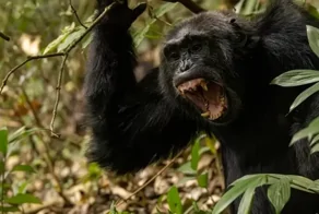 Ученые зафиксировали в Уганде "гражданскую войну" между шимпанзе