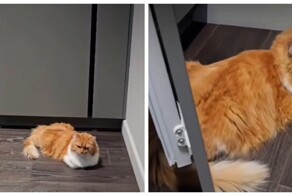 В Краснодаре показали квартиру с интерьером, рассчитанным под рост кота