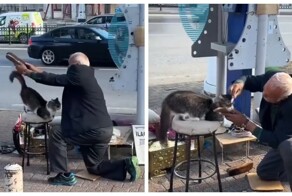 В Турции к пожилому чистильщику обуви каждое утро приходит кот