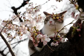 35 фото котеек, которые встретили весну и раньше нас ощутили её прелесть