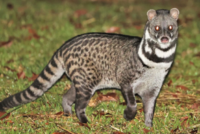 Тангалунга: между кошкой и чем-то странным