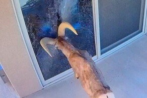 В США  баран атаковал своё отражение