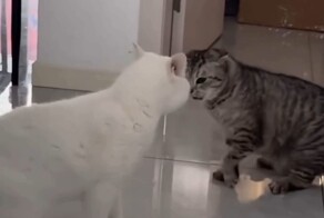 Драка отменяется: коты начали выяснять отношения без лап