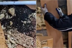 В Волгоградской области нашли «самую запасливую мышь» с гигантскими запасами