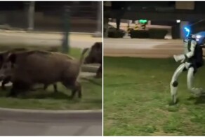 Робот гоняется за кабанами