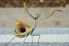 Обыкновенный богомол: почему он лучший среди всех остальных богомолов?