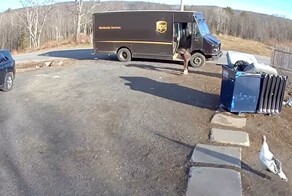 Смелый охранник с крыльями: гусь не пустил курьера на ферму