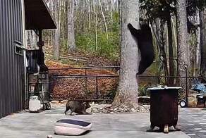 Неожиданные гости: медведи оказались на частной территории