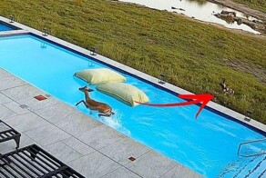 В Южной Африке антилопа совершила отчаянный прыжок к спасению