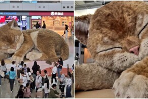 Огромный кот в китайском аэропорту