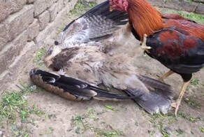 Неожиданная дерзость: петух вступил в бой с хищником