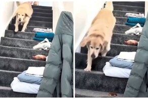 Собака не умеет тихо спускаться по лестнице