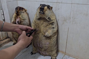 Реакция сурков на стрижку когтей