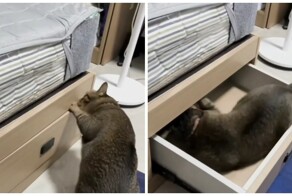 Кот решил не испытывать судьбу