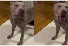 Пёс говорит слово «нормально»