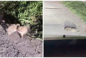 "Братва, завязайте": драка ежей в Дагестане