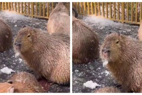 Капибара лакомится тополиным пухом