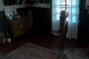 Пёс встречает свою хозяйку, недавно вернувшуюся из космоса