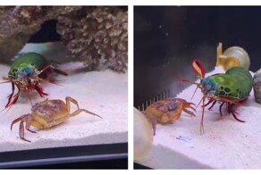 Интересные факты о раке-богомоле