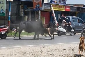 Мотоциклист и пассажир пострадали из-за драки быков в Индии