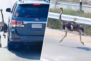 В Таиланде страус бежал рядом с машинами на оживлённой дороге