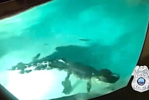 Полиция приехала на вызов о взломе и обнаружила аллигатора