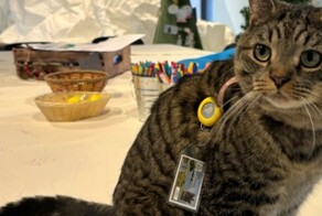 В США кот настолько часто ходил в библиотеку, что ему выдали читательский билет