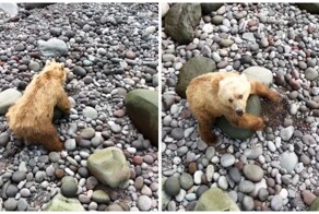 Медведь-краболов на Курилах