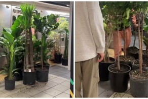 Большой переезд у садовника