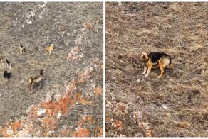 Фотограф отогнал собак от марала с помощью дрона