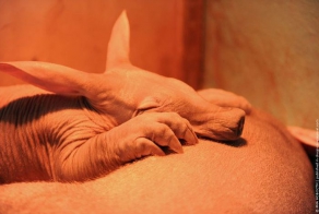 В России родился африканский зверек (3 фото)