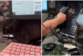 Офисная котовасия