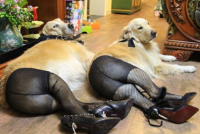 Популярные интернет-мемы (8 фото + 1 видео)