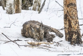 Из петли браконьера добровольцы спасли рысь (6 фото + 1 видео)