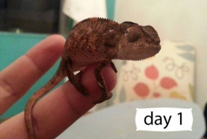  Домашний хамелеон (9 фото)