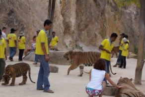 Храм тигров (12 фото)