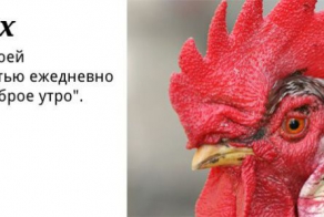 Основные типы пользователей СЦ (11 фото)