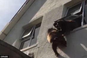 Обезьяны разгромили дом в поисках еды (5 фото)