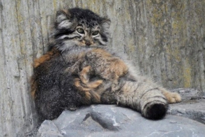 Кто отважится погладить милого манула? (19 фото)