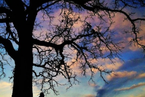 Один год из жизни одинокого дуба (30 фото)