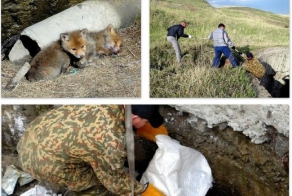 Спасение лисят (14 фото)