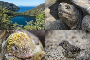 Галапагос и его обитатели (36 фото + 1 видео)