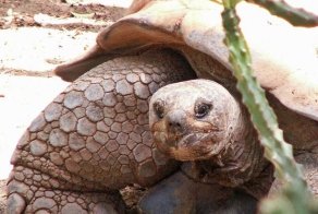 Всемирный день черепахи (World Turtle Day) (17 фото)