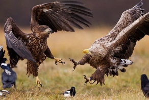 National Geographic: лучшие фотографии мая (21 фото)