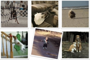 Не наше собачье дело! (22 гифки)